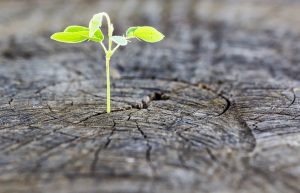 The concept of business growth The use of the regeneration of trees.